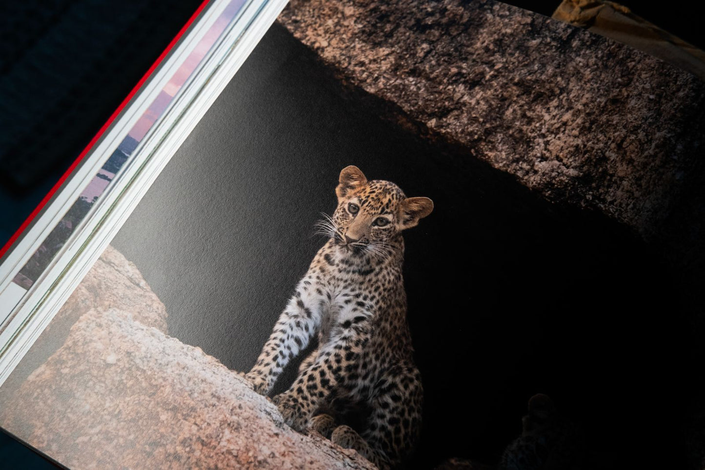 Ghosts of the Granite Hills: A Visual Journey Through Jawai's Wildlife Ecosystem | Kairav Engineer