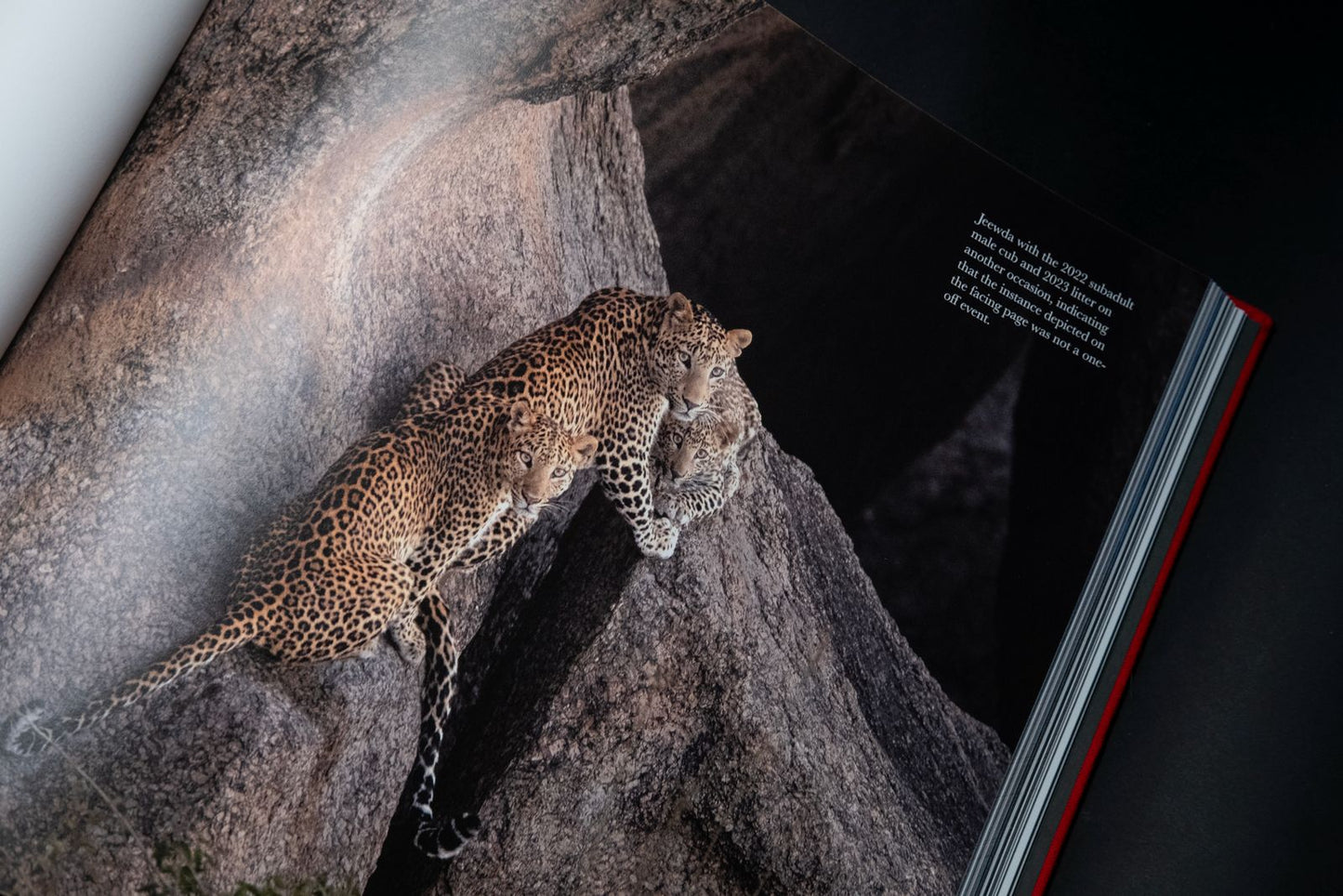 Ghosts of the Granite Hills: A Visual Journey Through Jawai's Wildlife Ecosystem | Kairav Engineer