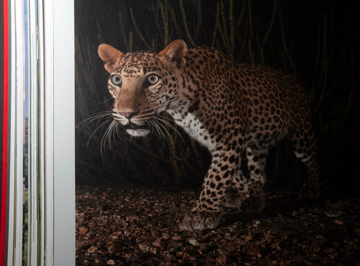 Ghosts of the Granite Hills: A Visual Journey Through Jawai's Wildlife Ecosystem | Kairav Engineer